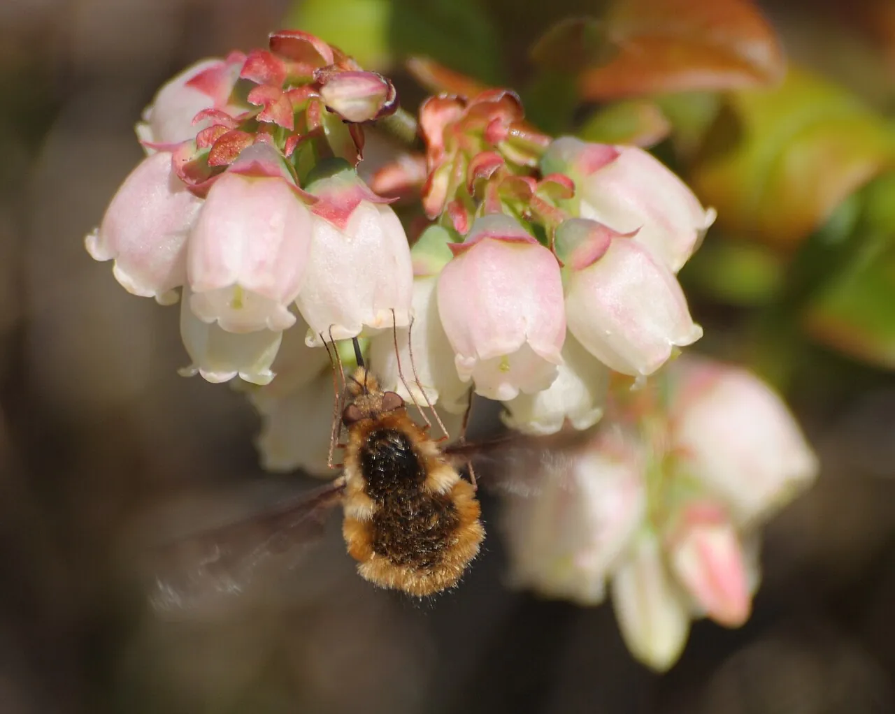 A bee fly feeding on blueberry blossoms in spring