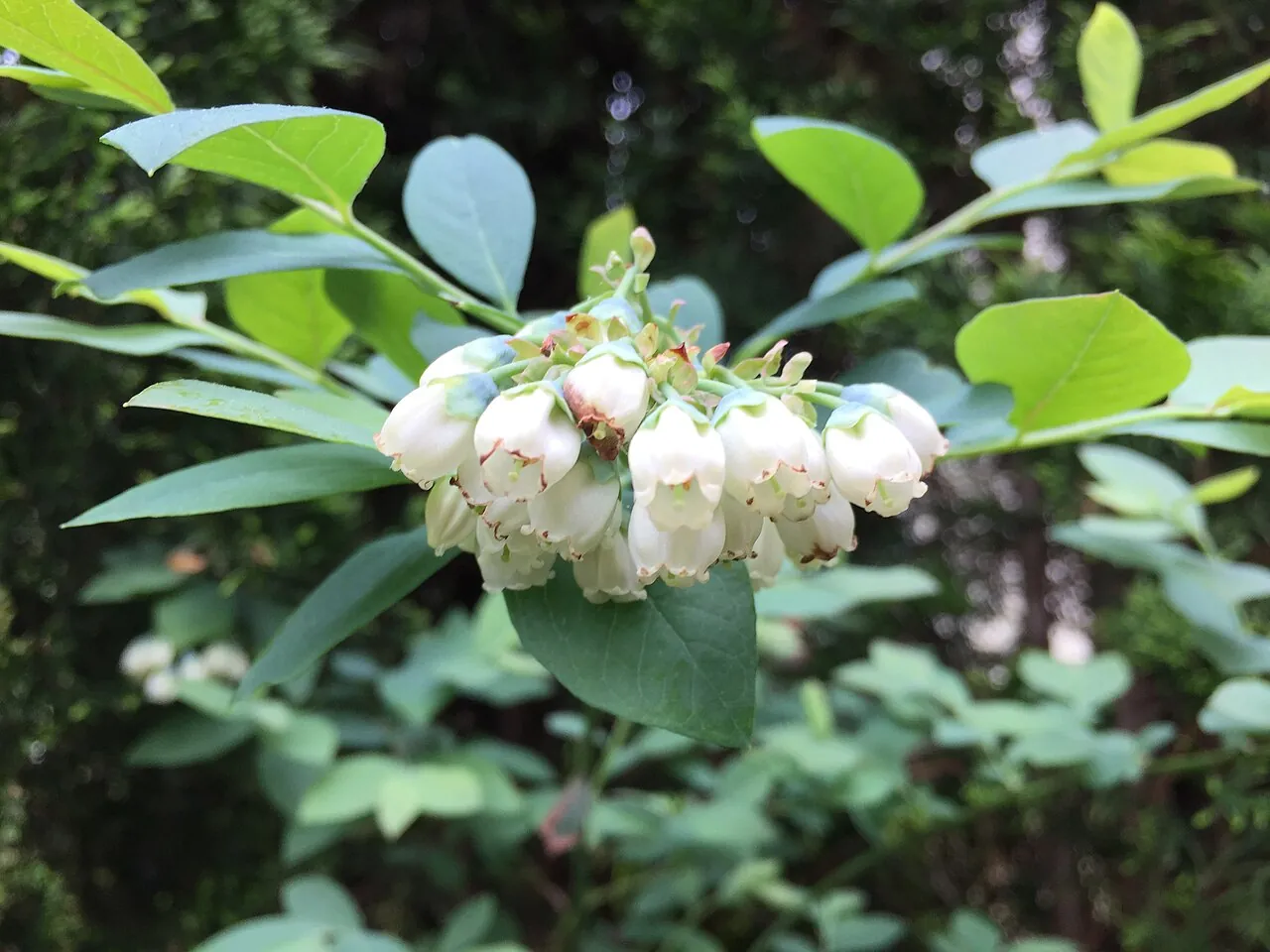 Clusters of white blueberry blossoms in spring