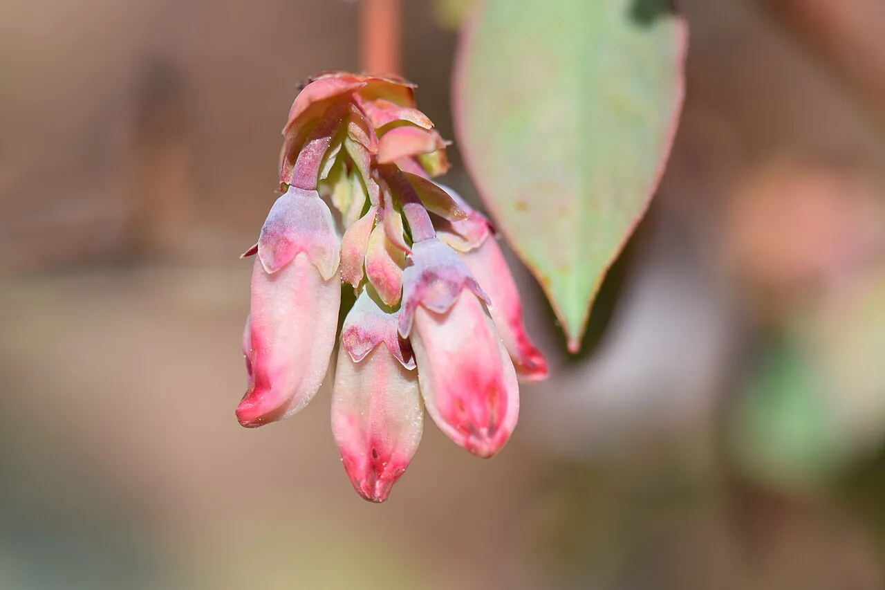 Southern highbush blueberry blossoms opening pink and white in spring