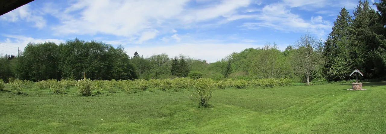 A blueberry field under a wide summer sky