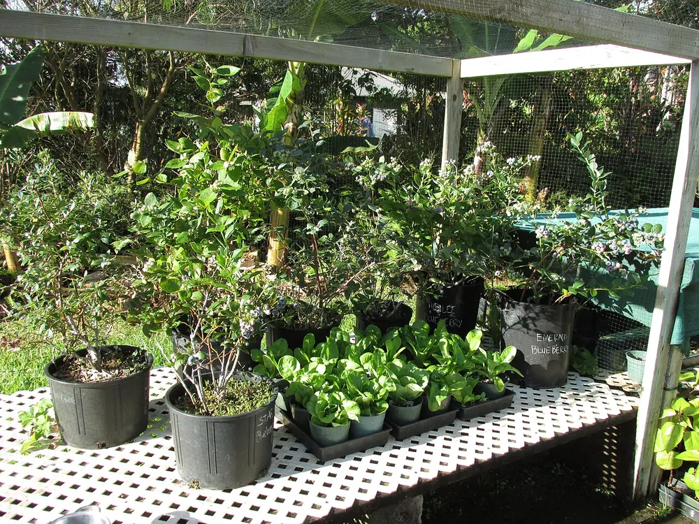 Potted southern highbush blueberry plants growing on a nursery bench