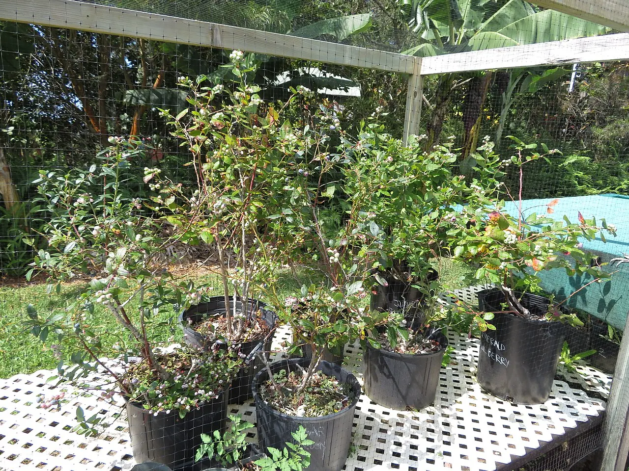 Young potted blueberry plants growing on at a nursery