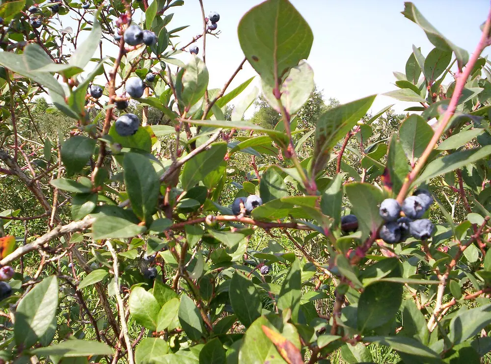 Blueray blueberry bush carrying ripening berries in a home garden