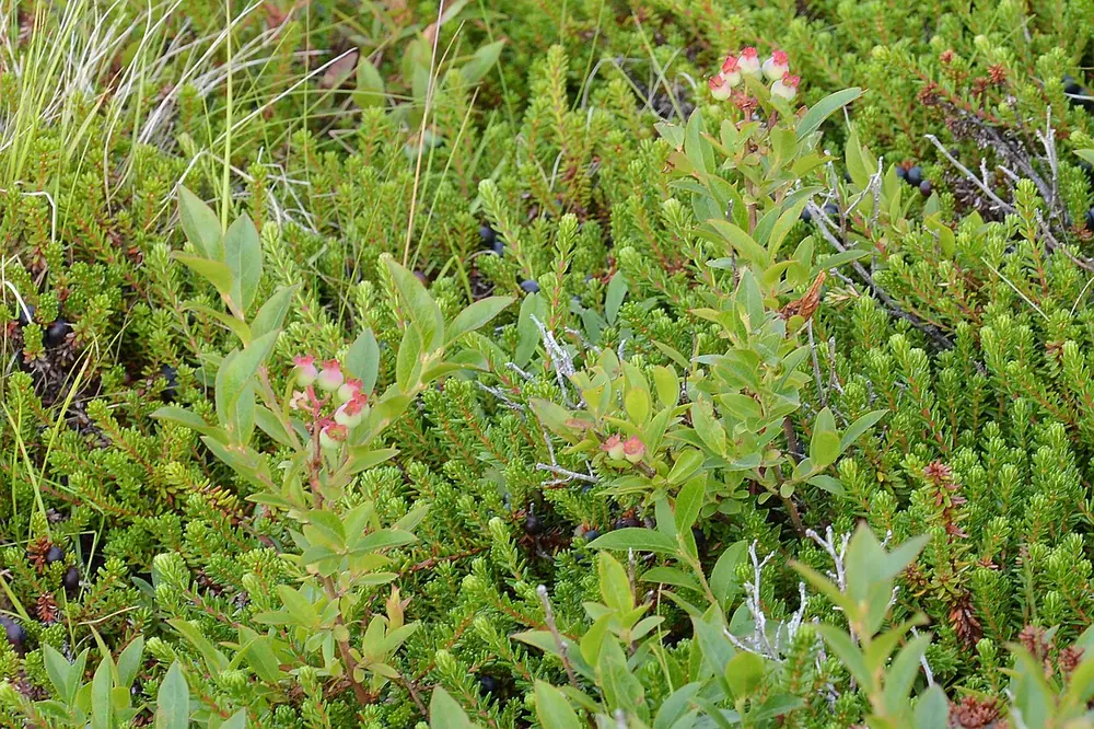 Low, spreading blueberry groundcover dotted with ripe berries